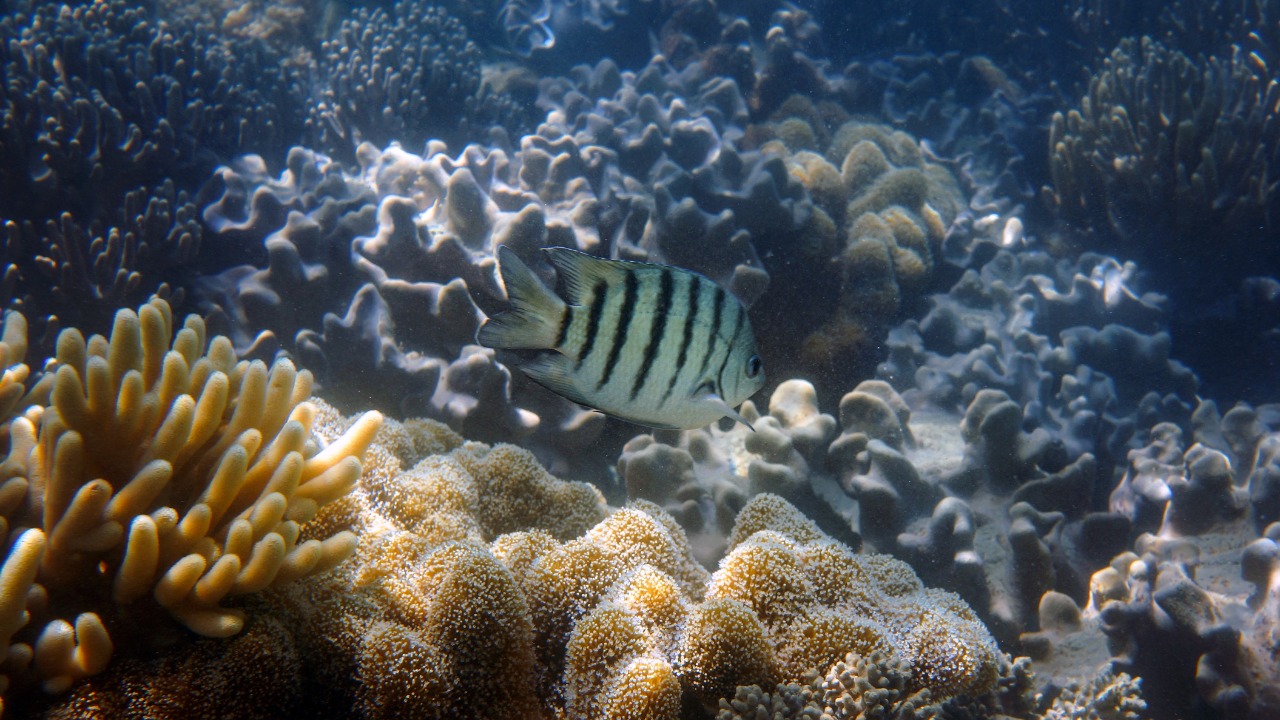 Barrier Reef
