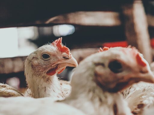 Bird Flu