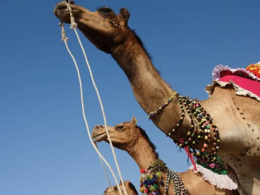 Camels