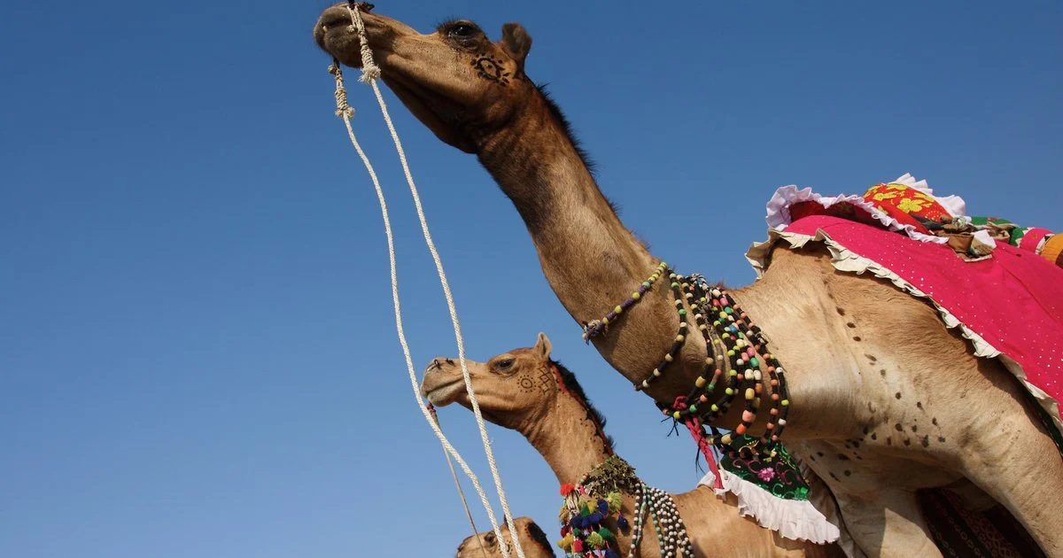 Camels