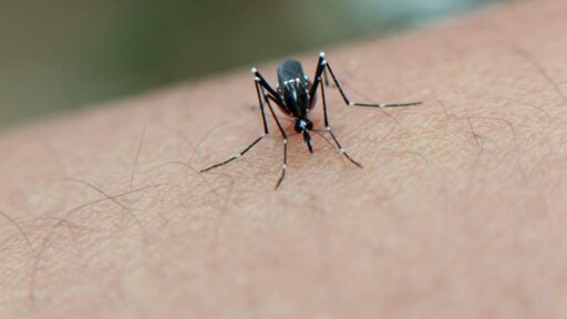 Dengue