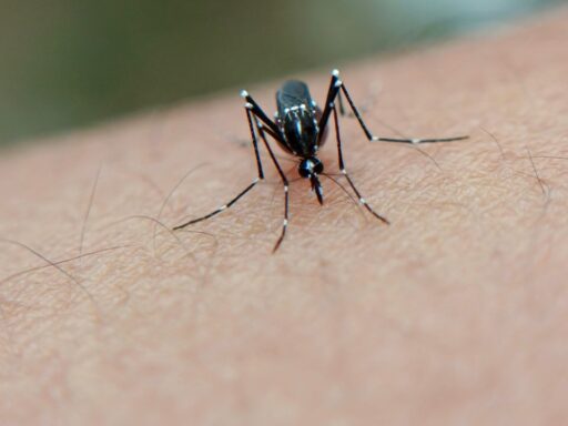 Dengue