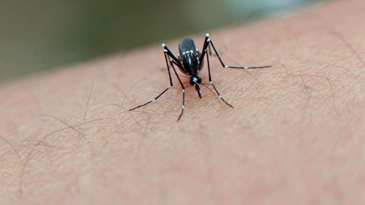 Dengue