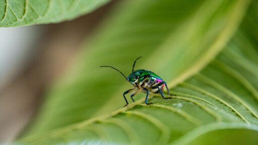 Insects