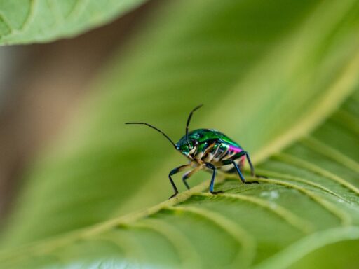 Insects