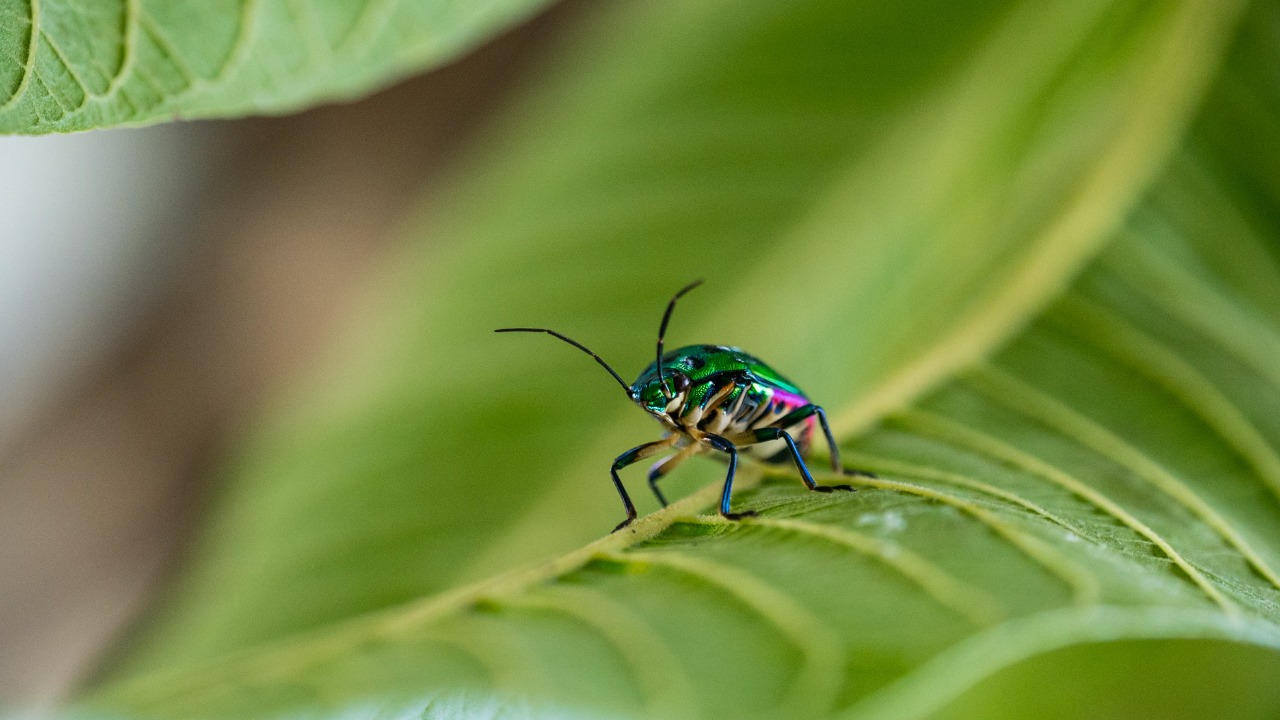Insects