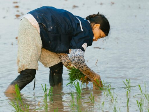 Rice Fields