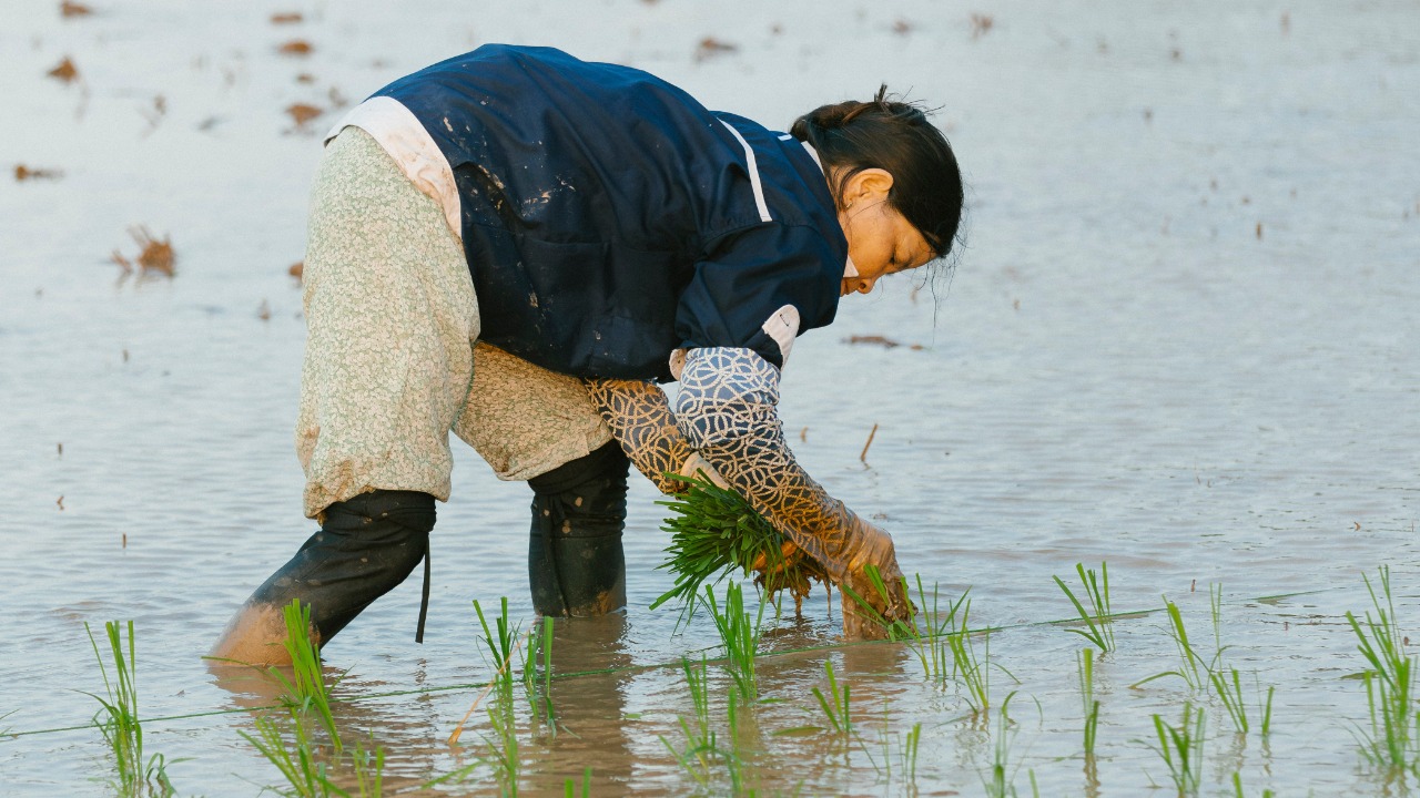 Rice Fields