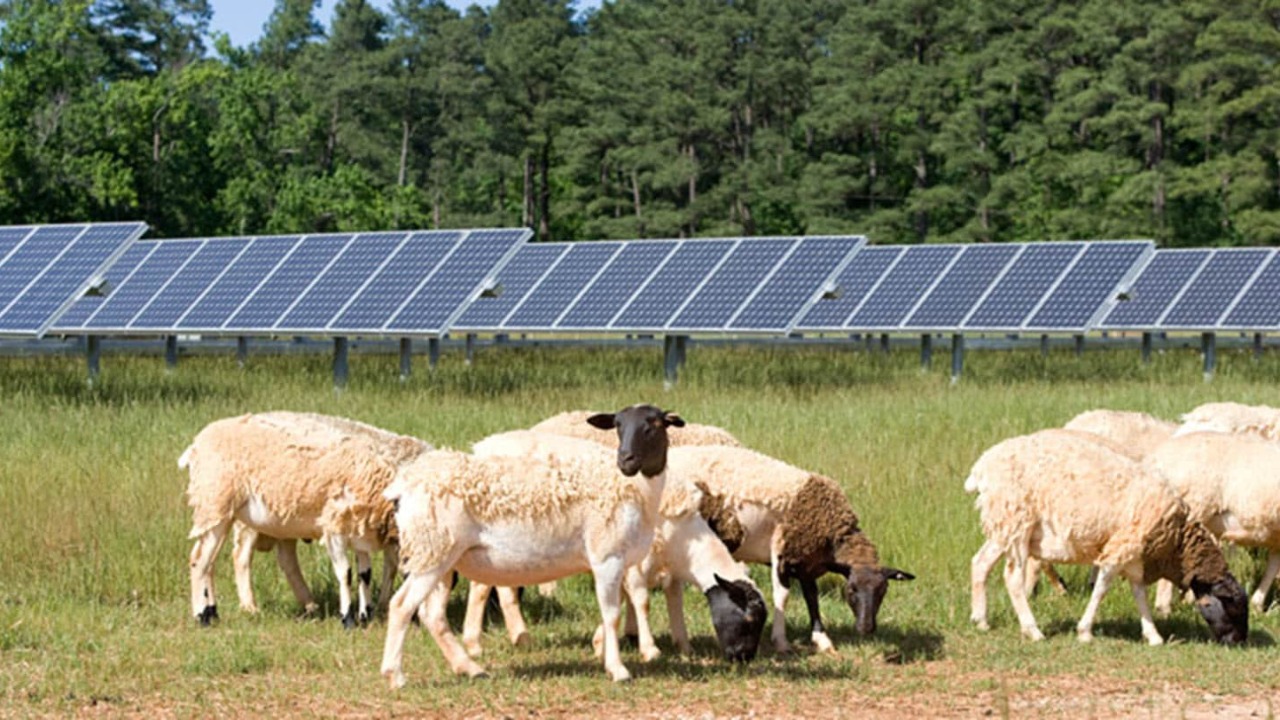 Sheep Grazing