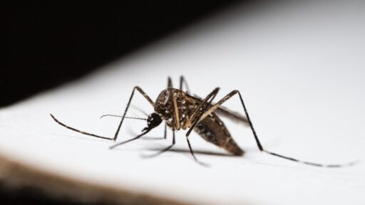 West Nile Virus