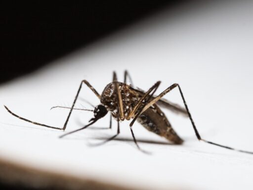 West Nile Virus