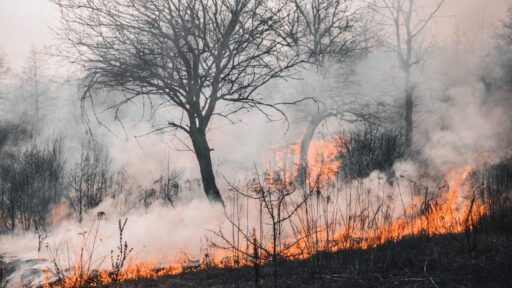 Wildfire