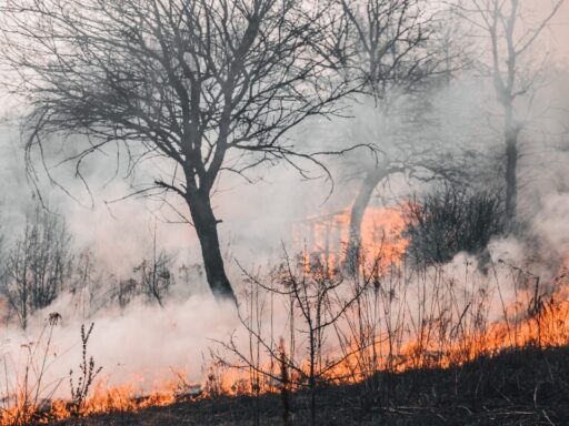 Wildfire