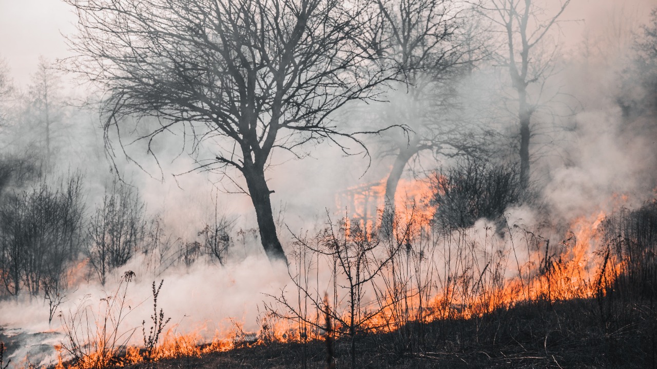 Wildfire