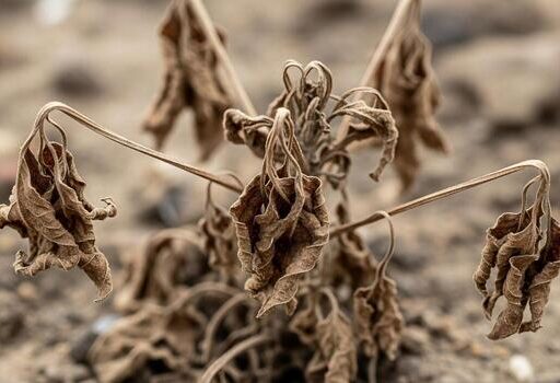 Plants