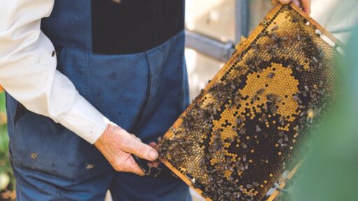 beekeepers
