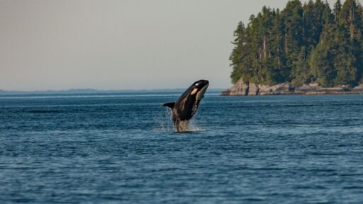 Orcas