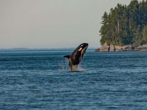 Orcas