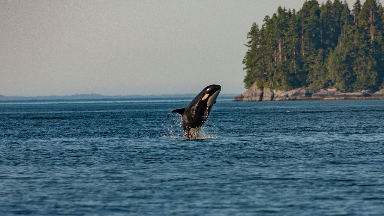 Orcas