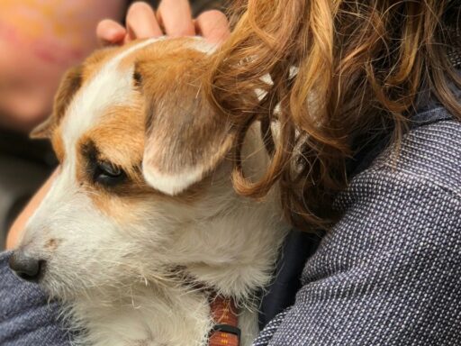 stolen pet