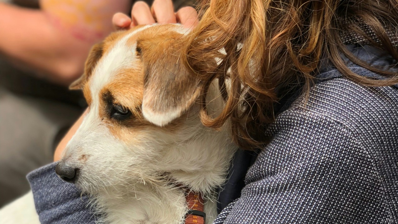 stolen pet