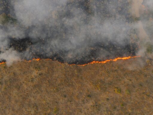 wildfire
