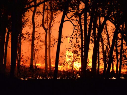 wildfires