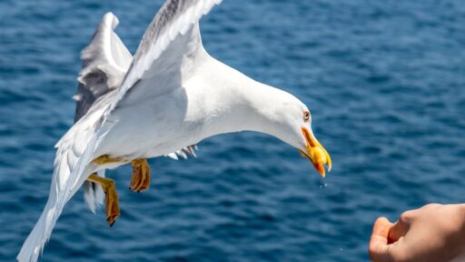 Seagulls