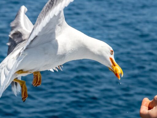 Seagulls