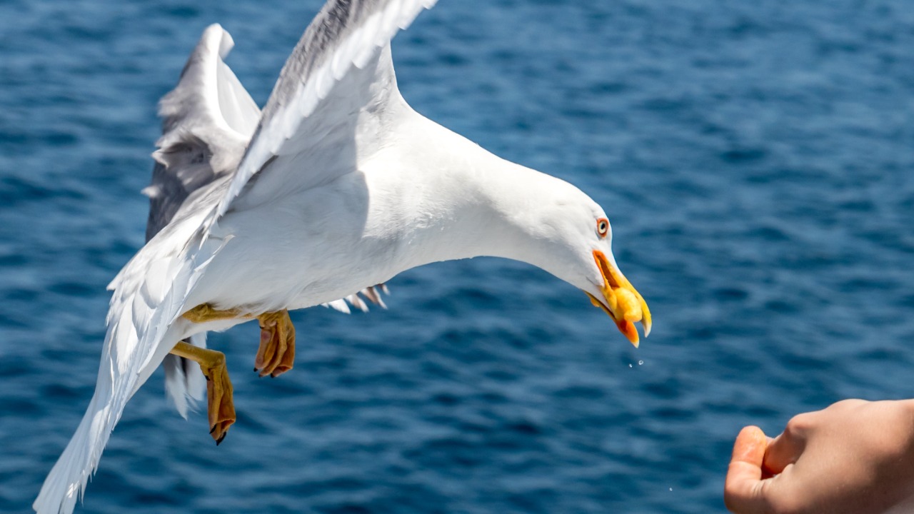 Seagulls